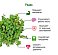 Набор для выращивания микрозелени: РЕДИС small_img_2