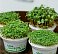 Набор для выращивания микрозелени: РЕДИС small_img_4